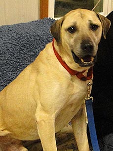 Adopt Me! Dog Houston Could Play Fetch Forever