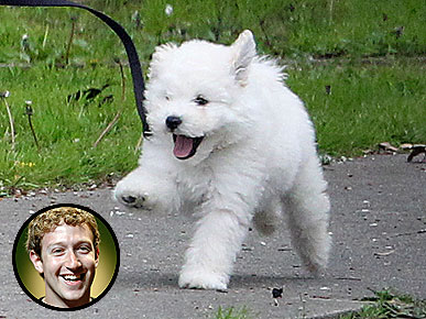 Spotted: Mark Zuckerberg's New Puppy Goes Flying