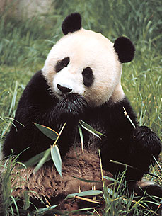 The Water Bowl: Panda Bites Zookeeper! Plus, Attacking Squirrel on the Loose in Vermont
