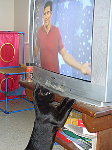 Caption Contest: What's Nosie the Cat So Nosey About?
