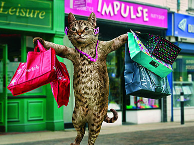 Meet the Britney Spears of Cats!