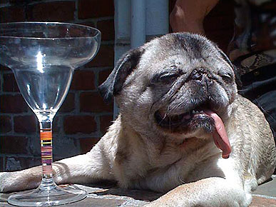 Animal D'Oh! It's Five O'Clock Somewhere for Angel Face