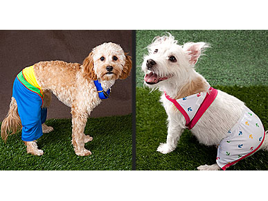 Fun, or Too Funky? Bathing Suits for Dogs