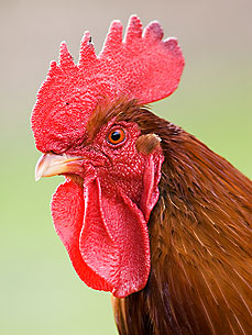 The Water Bowl: Chicken Changes Sexes! Plus, Mouse Found in Energy Drink