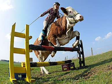 Luna the Cow Jumps Like a Horse!