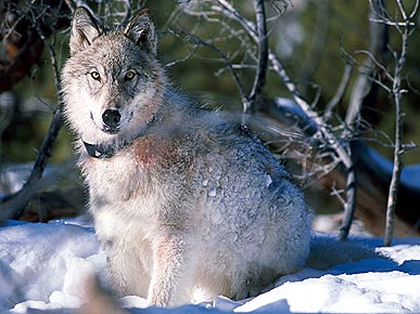 The Water Bowl: Congress Pulls Rocky Mountain Wolves from Endangered List