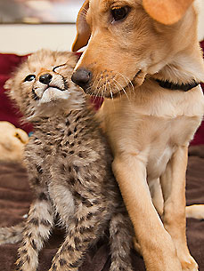 Interspecies Cuddle Alert! Baby Cheetah Meets a Puppy