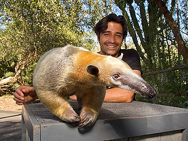 Spotted: Anteater Steals the Show from Gilles Marini