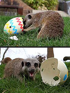 CUTE: Meerkat Finds an Easter Egg Surprise