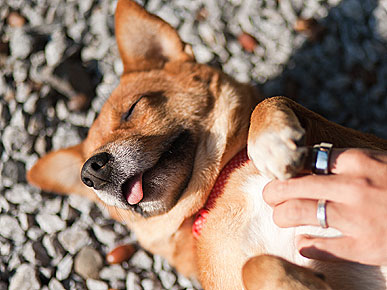 The Water Bowl: Pet Massage Grows in Popularity; Plus, Will New York Get a State Dog?