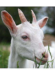 Think Twice Before Buying Pets This Easter