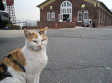 The Water Bowl: Cat Swims Across New York Harbor!