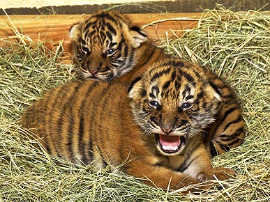Cute Alert! San Diego Zoo Tiger Cubs Make Eye Contact
