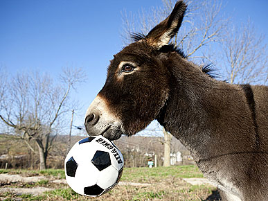 Meet Hank, the David Beckham of Donkeys