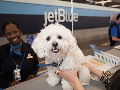 Moose the Maltipoo is JetBlue's Most Frequent (Furry) Flier