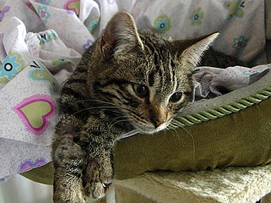 Adopt Me! 'Purr Bucket' Aiko Is Lucky to Be Alive