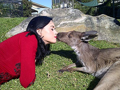 Katy Perry Kissed a Kangaroo (and Liked It!)