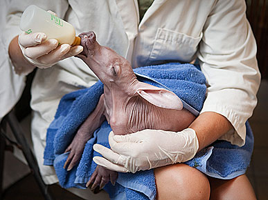 Cute Photo: Baby Aardvark Nurses a Drink