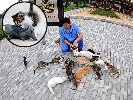 Mouse in the House? Expert Trains Cats to Attack Vermin!