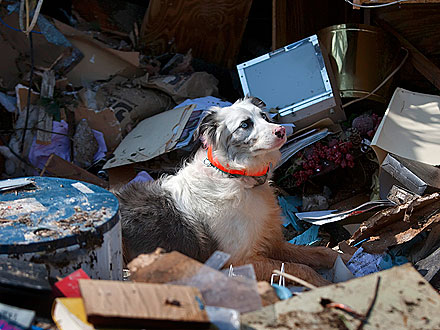 Scene from Joplin: Dog Searches for Survivors in Missouri