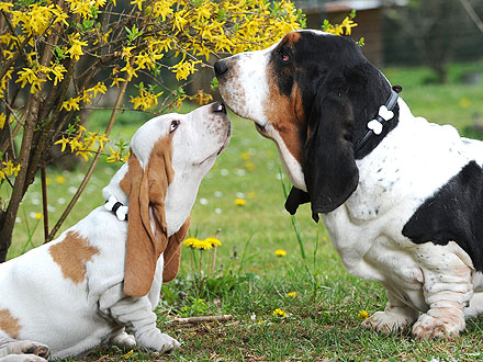 Moschino's Pet Collection Was Made for the Posh Pooch