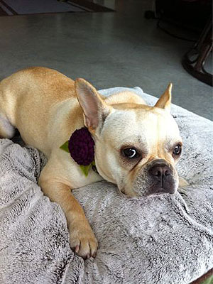 Cutest Pet on Twitter: Izzy!
