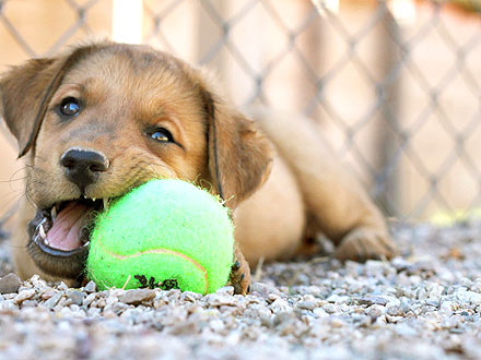 Cutest Pet on Twitter: Cocoa Bean!