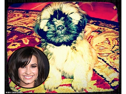 Demi Lovato Gets a New Puppy