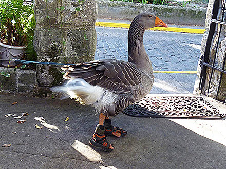 PHOTO: Goose Wears Sandals!