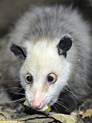Cross-eyed Possum Heidi Dies