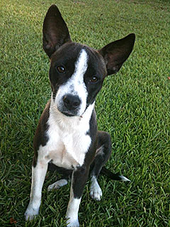 Cutest Pet on Twitter: Lucy!