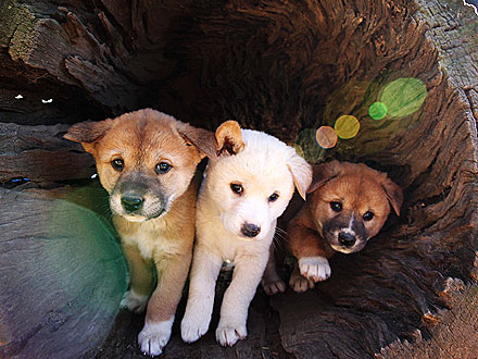 Comin' Through! Dingo Pups Go Exploring