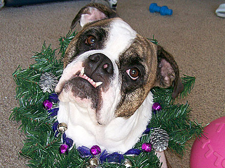 Animal D'Oh! Lucy Thinks She Looks Like Christmas