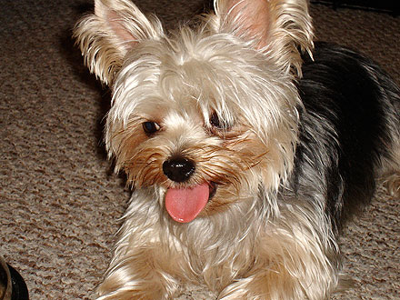 Cutest Pet on Twitter: Penny!