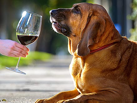 Aussie Dog Sniffs Out Spoiled Wine
