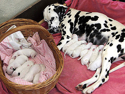 Baby Born Puppies