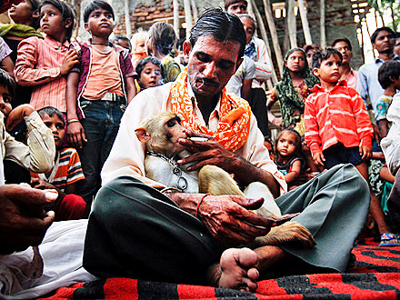 Monkey Marriage in India Deemed Illegal