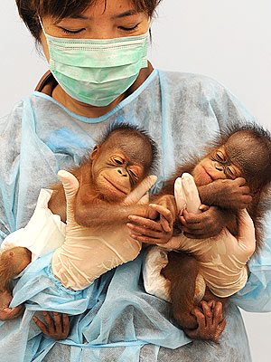 Cute Photo: Nap Time for Baby Orangutan Twins