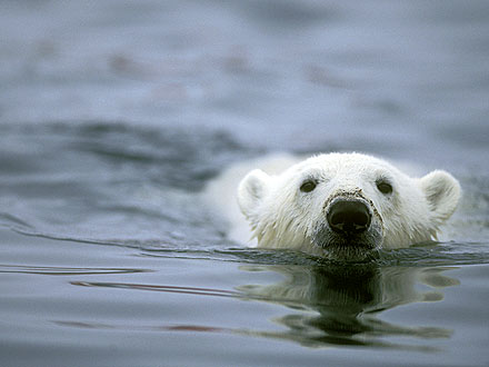 Polar Bear Swims for 426 Straight Miles