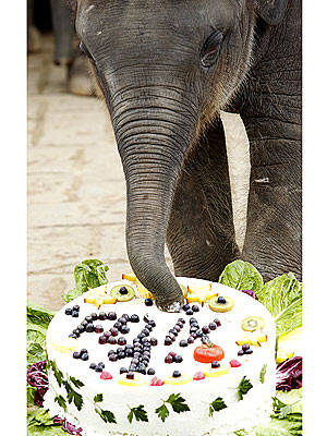 PHOTO: Felix the Elephant Celebrates His First Birthday!