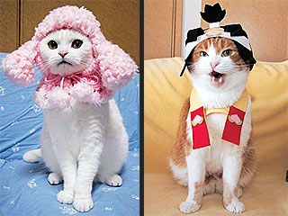 Stylish Kitties Look Catwalk-Ready in Fashion Cats