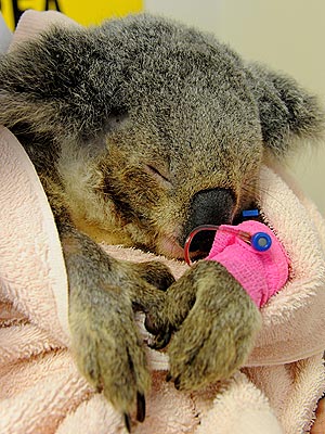 Drooling Koala Gets Lifesaving Treatment