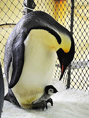 Peek-a-Boo! Baby Penguin Looks Out on New World
