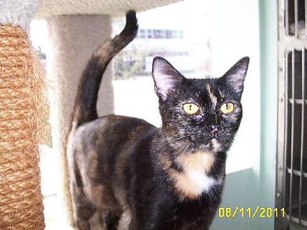 Adopt Me! Phantom the Cat Wants to Come Out of Her (Tortoise) Shell