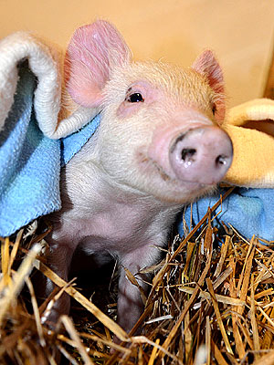 Resilient Piglet Survives Flooding and Finds Sanctuary