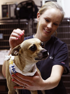 The Water Bowl: Missing California Dog Turns Up in Florida