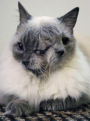 Two-Faced Cat Sets Guinness World Record
