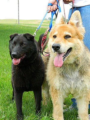 Adopt Me! Sweethearts Sammie & Sye Are So Happy Together