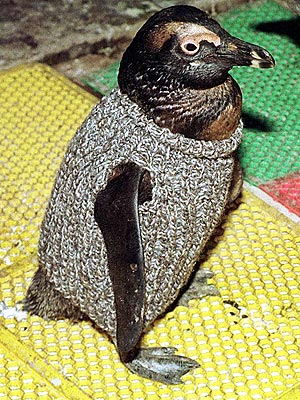 The Water Bowl: Knit a Sweater for a Penguin
