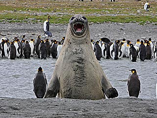 Photobomb! Elephant Seal Barges Into Penguin Group Shot